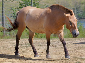 Фото Дикая лошадь