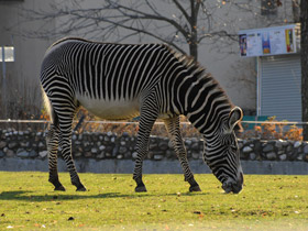 Смотреть фото Зебра Греви Фото Зебра Греви