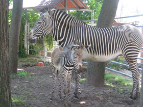 Смотреть фото Зебра Греви Фото Зебра Греви