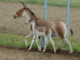 Смотреть фото Кианг Фото Кианг