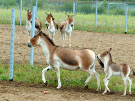 Смотреть фото Кианг Фото Кианг