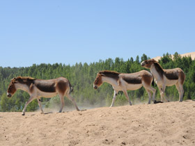 Смотреть фото Кианг Фото Кианг
