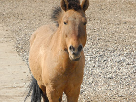 Смотреть фото Лошадь Пржевальского Фото Лошадь Пржевальского