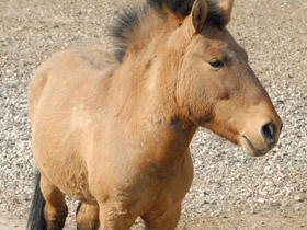 Смотреть фото Лошадь Пржевальского Фото Лошадь Пржевальского