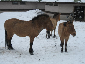 Смотреть фото Лошадь Пржевальского Фото Лошадь Пржевальского