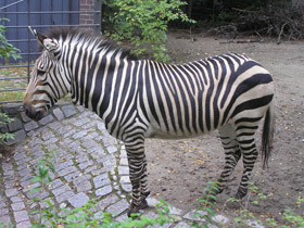 Фото Горная зебра Хартмана