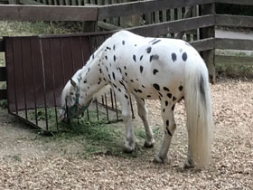 Смотреть фото Серко Фото Серко