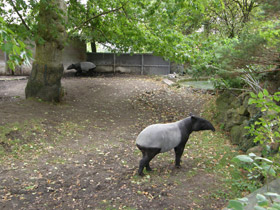 Смотреть фото Чепрачный тапир Фото Чепрачный тапир