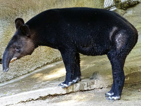 Фото Горный тапир