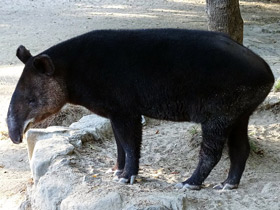 Фото Горный тапир