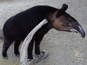 Горный тапир Горный тапир