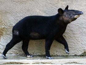 Фото Горный тапир