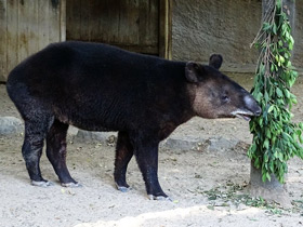 Фото Горный тапир