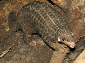 Смотреть фото Китайский панголин Фото Китайский панголин