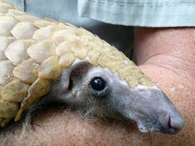 Смотреть фото Белобрюхий ящер Фото Белобрюхий ящер