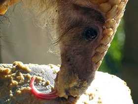 Смотреть фото Белобрюхий ящер Фото Белобрюхий ящер