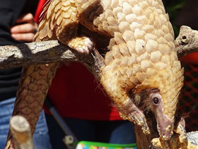 Смотреть фото Белобрюхий ящер Фото Белобрюхий ящер