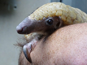 Смотреть фото Белобрюхий ящер Фото Белобрюхий ящер