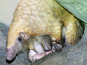 Смотреть фото Белобрюхий ящер Фото Белобрюхий ящер