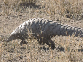 Смотреть фото Степной ящер Фото Степной ящер