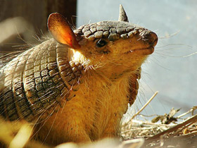 Смотреть фото Длинноволосый броненосец Фото Длинноволосый броненосец