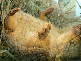 Смотреть фото Длинноволосый броненосец Фото Длинноволосый броненосец