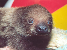 Смотреть фото Двупалый ленивец Фото Двупалый ленивец