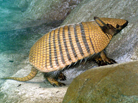 Смотреть фото Шестипоясный броненосец Фото Шестипоясный броненосец