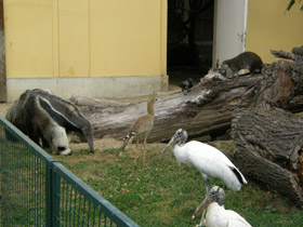 Смотреть фото Гигантский муравьед Фото Гигантский муравьед