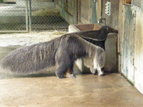 Смотреть фото Гигантский муравьед Фото Гигантский муравьед