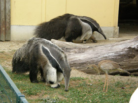 Смотреть фото Гигантский муравьед Фото Гигантский муравьед
