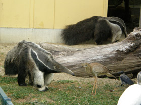 Смотреть фото Гигантский муравьед Фото Гигантский муравьед