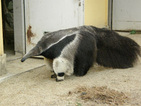 Смотреть фото Гигантский муравьед Фото Гигантский муравьед