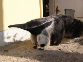 Смотреть фото Гигантский муравьед Фото Гигантский муравьед