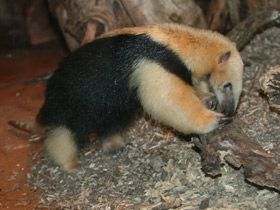 Смотреть фото Тамандуа Фото Тамандуа