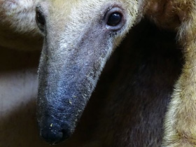 Смотреть фото Четырёхпалый муравьед Фото Четырёхпалый муравьед