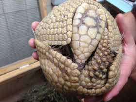 Смотреть фото Шаровидный броненосец Фото Шаровидный броненосец