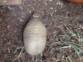 Смотреть фото Шаровидный броненосец Фото Шаровидный броненосец