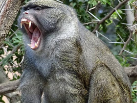 Мартышка Аллена Мартышка Аллена