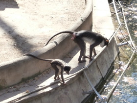 Смотреть фото Дымчатый мангобей Фото Дымчатый мангобей