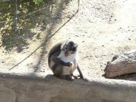 Фото Удивительные животные Мадагаскара. Часть 2