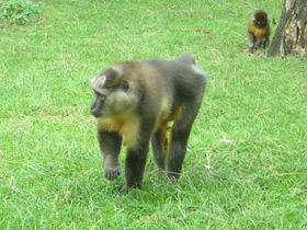 Фото Золотистый мангабей