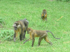 Фото Золотистый мангабей
