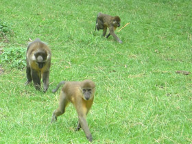 Фото Золотистый мангабей