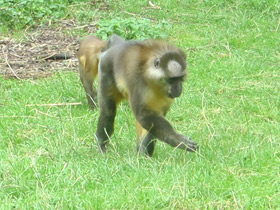 Фото Золотистый мангабей