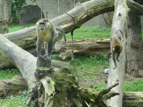 Фото Золотистый мангабей