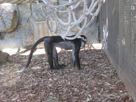 Смотреть фото Красноголовый мангобей Фото Красноголовый мангобей