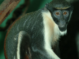 Фото Мартышка-диана