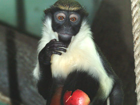 Фото Мартышка-диана