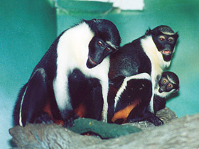 Фото Мартышка-диана